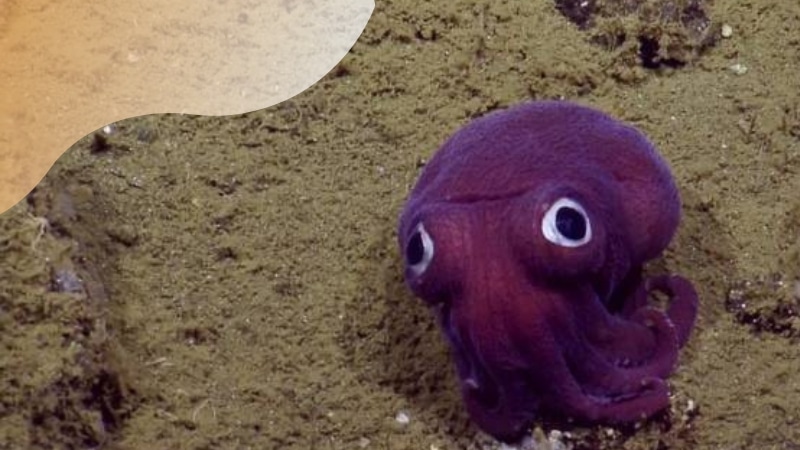 Curiosidades a respeito de bichos raros Curiosidades a respeito de bichos raros