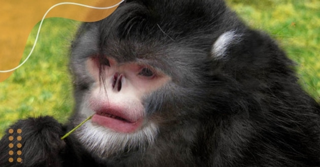 curiosidades sobre animais raros