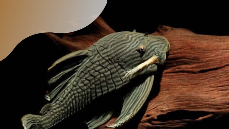 Fatos curiosos sobre animais incomuns Fatos curiosos sobre animais incomuns